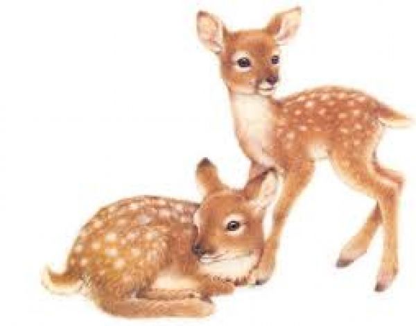 cerfs de virginie faon