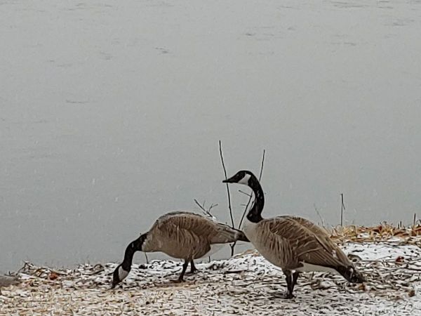 Ces outardes ne respectent pas le 2 mètres de distanciation sociale! (photo de Thérèse Francoeur) Les outardes ne respectent pas le 2 mètres de distanciation